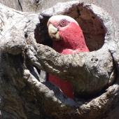 Galah. Adult female at nest entrance. Canberra, December 2017. Image &copy; R.M. by R.M.