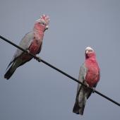 Galah. Juvenile (left) waiting to be fed by adult female (right). Canberra, December 2017. Image &copy; R.M. by R.M.