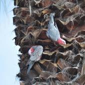 Galah. Pair preparing a nest high up in a palm tree, male on left. Quinns Rocks,  Western Australia, July 2015. Image &copy; Marie-Louise Myburgh by Marie-Louise Myburgh