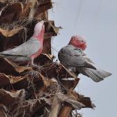 Galah. Pair preparing a nest high up in a palm tree, male on right. Quinns Rocks,  Western Australia, July 2015. Image &copy; Marie-Louise Myburgh by Marie-Louise Myburgh