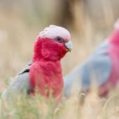 Galah. Adult female. Moama, NSW, Australia, April 2016. Image &copy; Mark Lethlean by Mark Lethlean