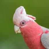 Galah. Adult male. Red Hill, Victoria, Australia, December 2016. Image &copy; Mark Lethlean by Mark Lethlean