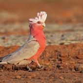 Galah. Adult female with crest raised. Near Gawler Ranges National Park, South Australia, October 2019. Image &copy; Glenn Pure 2020 birdlifephotography.org.au by Glenn Pure