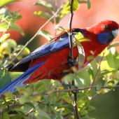 Crimson rosella. Adult. Canberra, Australia, May 2016. Image &copy; R.M. by R.M.