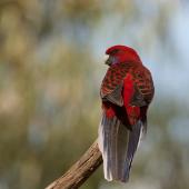 Crimson rosella. Perched adult. Melbourne, Victoria, Australia, March 2012. Image &copy; Sonja Ross by Sonja Ross