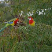 Eastern rosella. Pair feeding in treetop. North Shore Auckland, July 2009. Image &copy; Peter Reese by Peter Reese
