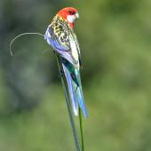 Eastern rosella. Adult on palm tree shoot in garden. South Auckland, January 2015. Image &copy; Marie-Louise Myburgh by Marie-Louise Myburgh