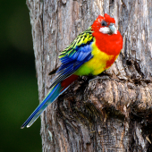 Eastern rosella. Adult male on kanuka. Orongo Bay, Russell, September 2014. Image &copy; Les Feasey by Les Feasey