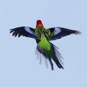 Eastern rosella. Dorsal view of adult in flight. Wanganui, September 2011. Image &copy; Ormond Torr by Ormond Torr