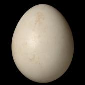 Eastern rosella | Kākā uhi whero. Egg 28.6 x 22.3 mm (NMNZ OR.026128). . Image &copy; Te Papa by Jean-Claude Stahl
