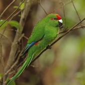 Red-crowned parakeet | Kākāriki. Adult feeding. Ulva Island, March 2023. Image &copy; Glenn Pure by Glenn Pure