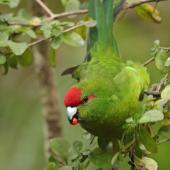 Red-crowned parakeet | Kākāriki. Adult feeding on stinkwood fruit. Ulva Island, March 2023. Image &copy; Glenn Pure by Glenn Pure