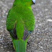 Red-crowned parakeet | Kākāriki. Adult, dorsal view showing wing and tail feathers. Kapiti Island, November 2015. Image &copy; Paul Le Roy by Paul Le Roy