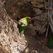 Red-crowned parakeet. Pair at nest site. Matiu/Somes Island, November 2008. Image &copy; Peter Reese by Peter Reese