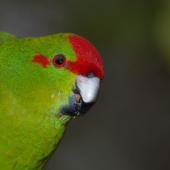 Red-crowned parakeet | Kākāriki. Adult head captive. Christchurch, August 2007. Image &copy; Peter Reese by Peter Reese