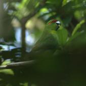 Red-crowned parakeet | Kākāriki. Adult calling. Karori Sanctuary / Zealandia, January 2016. Image &copy; George Curzon-Hobson by George Curzon-Hobson