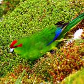 Red-crowned parakeet | Kākāriki. Adult bird near nest burrow. Enderby Island, Auckland Islands, January 2007. Image &copy; Ian Armitage by Ian Armitage