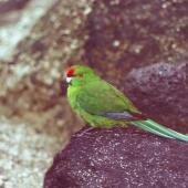 Red-crowned parakeet | Kākāriki. Kermadec Island red-crowned parakeet. Macauley Island, Kermadec Islands, May 1982. Image &copy; Colin Miskelly by Colin Miskelly