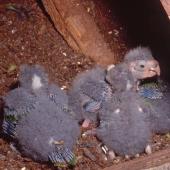 Red-crowned parakeet | Kākāriki. Brood of red-crowned parakeet chicks (approx. 20 days). Little Barrier Island, January 1991. Image &copy; Terry Greene by Terry Greene