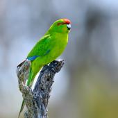 Red-crowned parakeet. Adult. Enderby Island,  Auckland Islands, January 2018. Image &copy; Mark Lethlean by Mark Lethlean