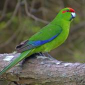 Red-crowned parakeet. Adult on branch. Great Barrier Island, December 2015. Image &copy; Oscar Thomas by Oscar Thomas