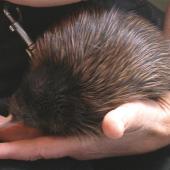 North Island brown kiwi. 3-day-old chick. Waimarino Forest, September 2006. Image &copy; Kerry Oates by Kerry Oates