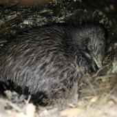 North Island brown kiwi | Kiwi-nui. Adult within sleeping burrow. Te Puia, Hawke's Bay, May 2014. Image &copy; Adam Clarke by Adam Clarke