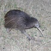 North Island brown kiwi. Adult foraging in pasture at night. Hauraki Gulf island, February 2013. Image &copy; Colin Miskelly by Colin Miskelly