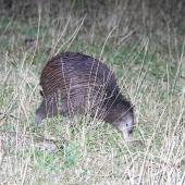 North Island brown kiwi. Adult foraging in pasture at night. Hauraki Gulf island, February 2013. Image &copy; Colin Miskelly by Colin Miskelly