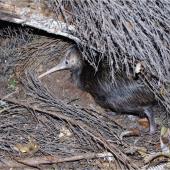North Island brown kiwi | Kiwi-nui. Roosting chick (61-days-old). Ponui Island, April 2012. Image &copy; Alex Wilson by Alex Wilson