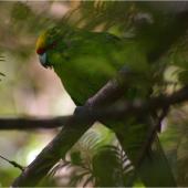 Yellow-crowned parakeet. Adult showing camouflage effect. Anchor Island, Dusky Sound, March 2011. Image &copy; Colin Miskelly by Colin Miskelly