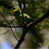 Yellow-crowned parakeet. Adult in shadow. Whenua Hou / Codfish Island, December 2011. Image &copy; Colin Miskelly by Colin Miskelly