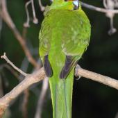 Yellow-crowned parakeet | Kākāriki. Close view of back and tail. Mana Island, March 2009. Image &copy; Peter Reese by Peter Reese