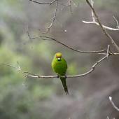 Yellow-crowned parakeet | Kākāriki. Adult male (left) and female pair perched on branch. Mana Island, November 2016. Image &copy; Leon Berard by Leon Berard www.leonberardphotography.co.nz