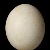 Yellow-crowned parakeet. Egg 23.6 x 19.6 mm (NMNZ OR.007257, collected by Captain John Bollons). Akaroa. Image &copy; Te Papa by Jean-Claude Stahl