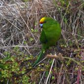 Yellow-crowned parakeet. Adult showing crown. Mana Island, November 2012. Image &copy; Colin Miskelly by Colin Miskelly