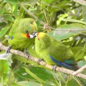 Yellow-crowned parakeet. Adult male (left) feeding adult female. Mana Island, January 2022. Image &copy; Dallas Bishop by Dallas Bishop