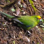 Yellow-crowned parakeet. Adult on ground looking up. Maungatautari. Image &copy; Ray Buckmaster by Ray Buckmaster