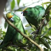 Orange-fronted parakeet | Kākāriki karaka. Adult male (left) and female in captivity. Isaacs Wildlife Trust, Christchurch. Image &copy; John Kearvell by John Kearvell