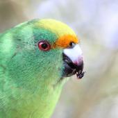 Orange-fronted parakeet. Captive adult male eating fruit. Isaacs Wildlife Trust. Image &copy; John Kearvell by John Kearvell