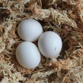 Orange-fronted parakeet. Clutch of 3 eggs (abandoned). Isaacs Wildlife Trust, April 2012. Image &copy; John Kearvell by John Kearvell
