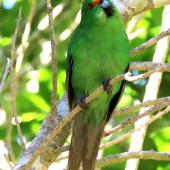 Orange-fronted parakeet | Kākāriki karaka. Adult. Blumine Island, November 2019. Image &copy; Scott Brooks (ourspot) by Scott Brooks