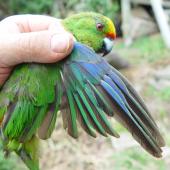Forbes' parakeet. Adult upper wing in moult. Mangere Island, February 2009. Image &copy; Graeme Taylor by Graeme Taylor