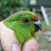 Forbes' parakeet. Close up of adult head in the hand. Mangere Island, February 2009. Image &copy; Graeme Taylor by Graeme Taylor
