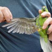 Forbes' parakeet. Adult in hand, showing underwing and underside. Mangere Island, February 2009. Image &copy; Graeme Taylor by Graeme Taylor