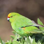 Forbes' parakeet. Adult. Mangere Island, Chatham Islands, November 2022. Image &copy; Steve Pilkington by Steve Pilkington