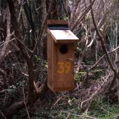 Forbes' parakeet. Nest box located in Douglas Basin. Mangere Island, December 2000. Image &copy; Terry Greene by Terry Greene