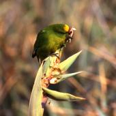 Forbes' parakeet. Adult feeding on flax flowerbuds. Mangere Island, December 2000. Image &copy; Terry Greene by Terry Greene