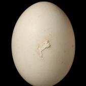 Forbes' parakeet. Egg 27.0 x 19.8 mm (NMNZ OR.023352, collected by Dick Veitch). Mangere Island, Chatham Islands, January 1982. Image &copy; Te Papa by Jean-Claude Stahl