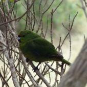 Forbes' parakeet. Juvenile. Mangere Island, Chatham Islands, May 2015. Image &copy; Robyn Smith by Robyn Smith